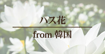 聖地からの贈り物 ロータス(ハス)